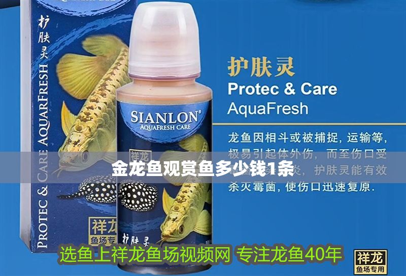 金龍魚觀賞魚多少錢1條