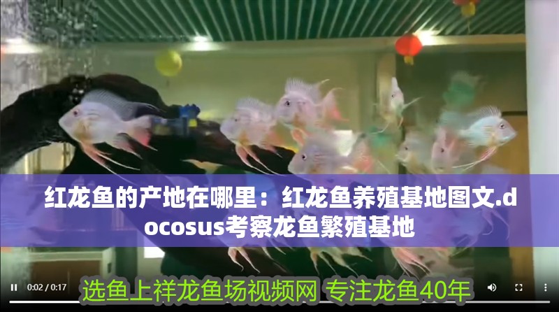 紅龍魚的產地在哪里：紅龍魚養殖基地圖文.docosus考察龍魚繁殖基地 紅龍魚的產地在哪里：紅龍魚養殖基地圖文.docosus考察龍魚繁殖基地 龍魚百科