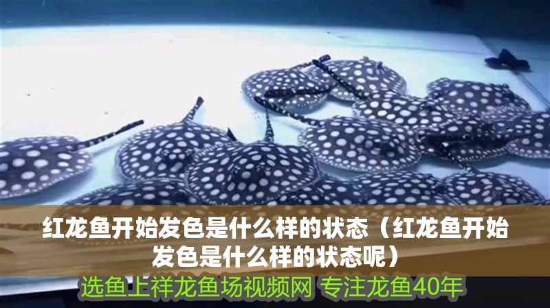 紅龍魚開始發(fā)色是什么樣的狀態(tài)（紅龍魚開始發(fā)色是什么樣的狀態(tài)呢）