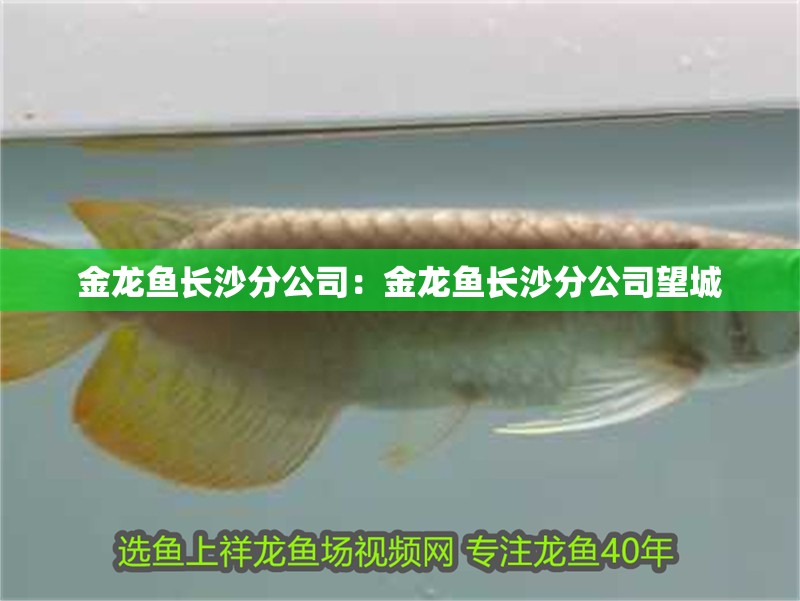 金龍魚長沙分公司：金龍魚長沙分公司望城 金龍魚長沙分公司：金龍魚長沙分公司望城 水族問答