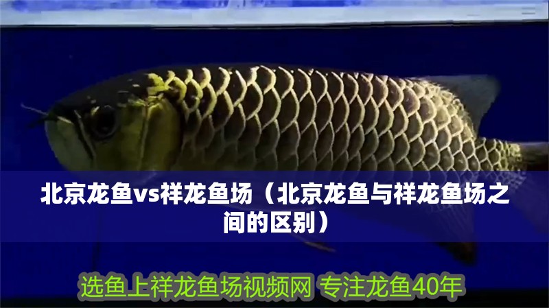 北京龍魚vs祥龍魚場(北京龍魚與祥龍魚場之間的區別) 全國水族館企業名錄 第1張 北京龍魚vs祥龍魚場(北京龍魚與祥龍魚場之間的區別) 北京龍魚vs祥龍魚場(北京龍魚與祥龍魚場之間的區別) 全國水族館企業名錄 第1張