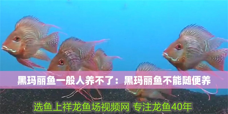 黑瑪麗魚一般人養不了：黑瑪麗魚不能隨便養