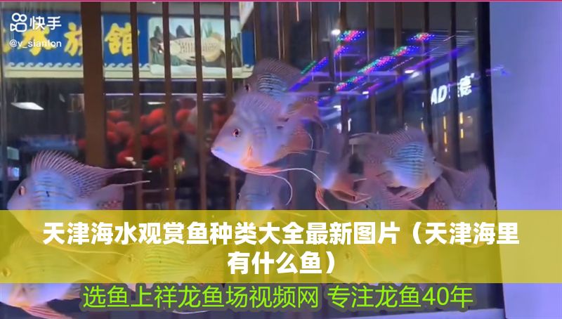 天津海水觀賞魚種類大全最新圖片（天津海里有什么魚）