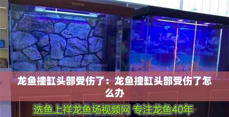 龍魚撞缸頭部受傷了：龍魚撞缸頭部受傷了怎么辦
