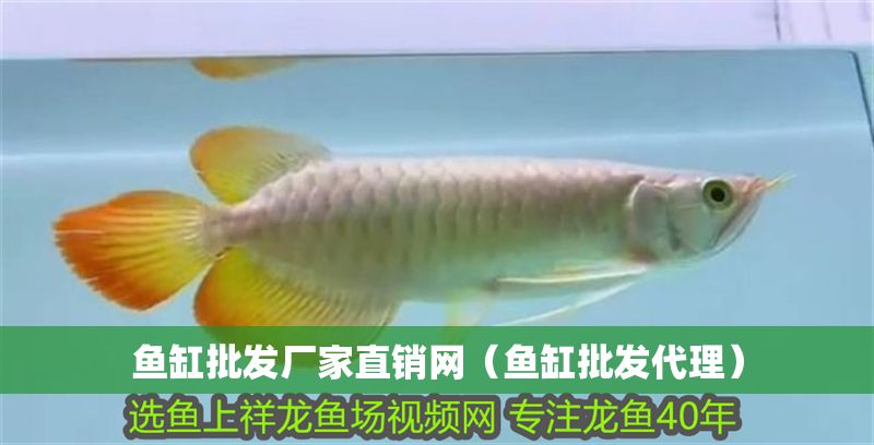 魚缸批發廠家直銷網（魚缸批發代理）