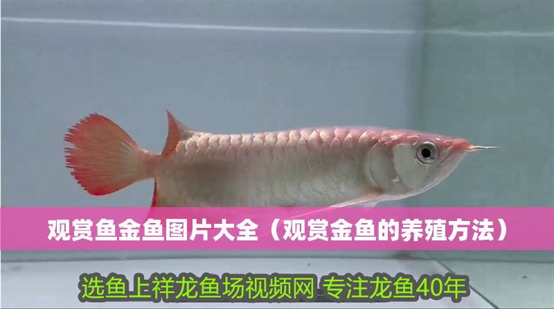 觀賞魚金魚圖片大全（觀賞金魚的養(yǎng)殖方法） 觀賞魚金魚圖片大全（觀賞金魚的養(yǎng)殖方法） 龍魚百科 第1張