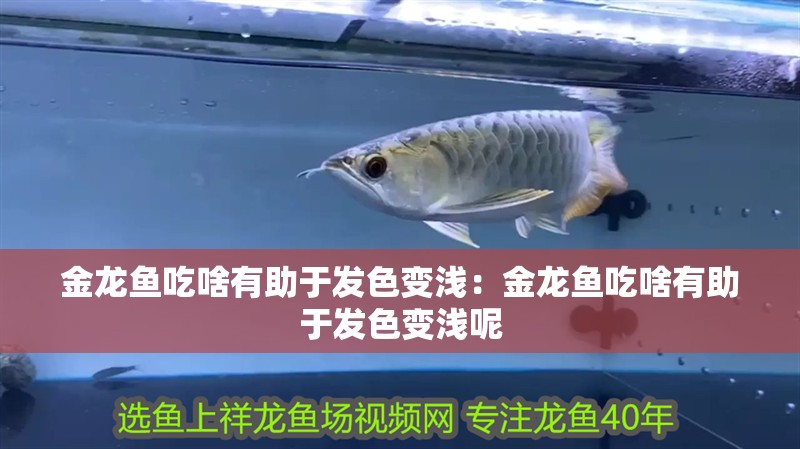 金龍魚吃啥有助于發色變淺：金龍魚吃啥有助于發色變淺呢
