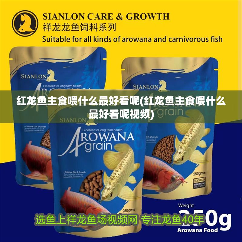 紅龍魚主食喂什么最好看呢(紅龍魚主食喂什么最好看呢視頻)