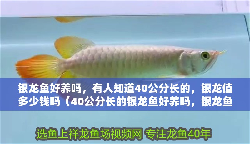銀龍魚好養嗎，有人知道40公分長的，銀龍值多少錢嗎（40公分長的銀龍魚好養嗎，銀龍魚好養嗎，）