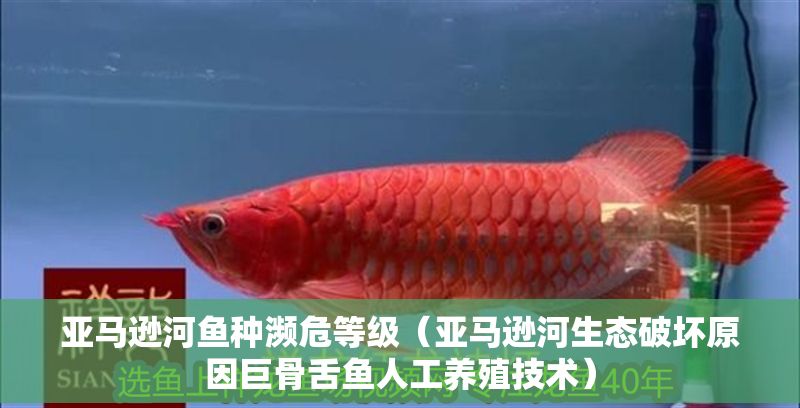 亞馬遜河魚種瀕危等級（亞馬遜河生態破壞原因巨骨舌魚人工養殖技術）