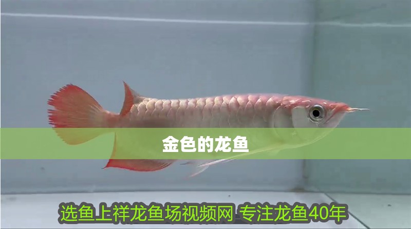 金色的龍魚(yú)