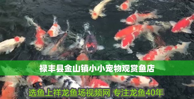 祿豐縣金山鎮小小寵物觀賞魚店