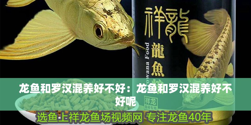 龍魚和羅漢混養(yǎng)好不好：龍魚和羅漢混養(yǎng)好不好呢