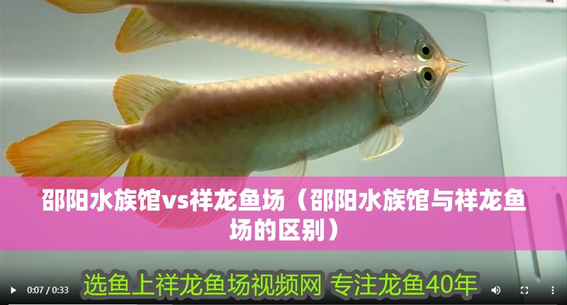 邵陽水族館vs祥龍魚場（邵陽水族館與祥龍魚場的區別）