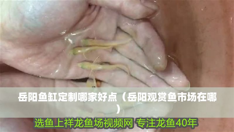 岳陽魚缸定制哪家好點(diǎn)（岳陽觀賞魚市場在哪）