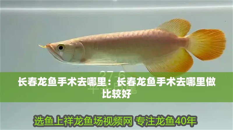 長春龍魚手術去哪里：長春龍魚手術去哪里做比較好