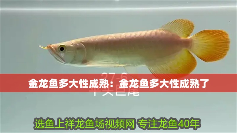 金龍魚多大性成熟：金龍魚多大性成熟了 金龍魚多大性成熟：金龍魚多大性成熟了 水族問答