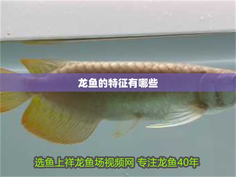 龍魚的特征有哪些