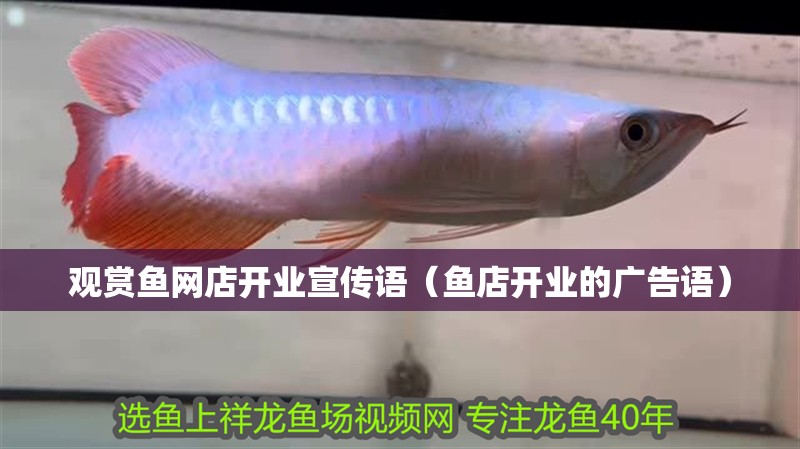 觀賞魚網(wǎng)店開業(yè)宣傳語（魚店開業(yè)的廣告語） 觀賞魚網(wǎng)店開業(yè)宣傳語（魚店開業(yè)的廣告語） 全國水族館企業(yè)名錄 第1張