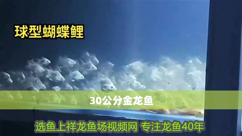 30公分金龍魚
