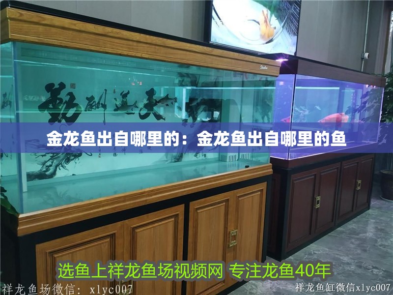 金龍魚出自哪里的：金龍魚出自哪里的魚