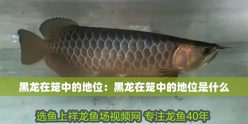 黑龍在籠中的地位：黑龍在籠中的地位是什么