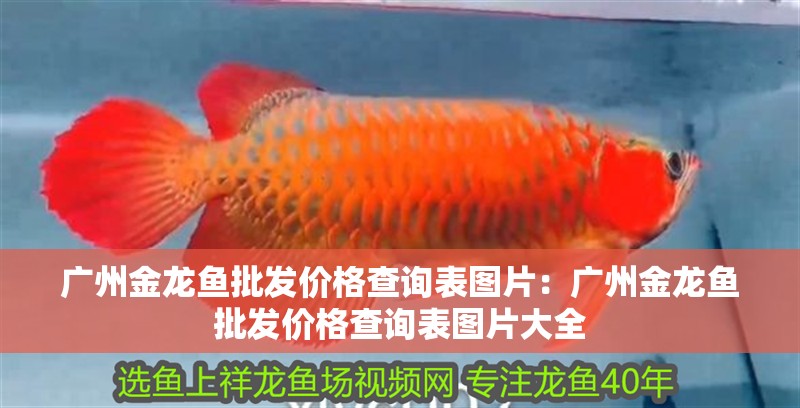 廣州金龍魚批發價格查詢表圖片：廣州金龍魚批發價格查詢表圖片大全 廣州金龍魚批發價格查詢表圖片：廣州金龍魚批發價格查詢表圖片大全 水族問答