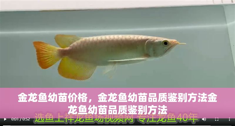 金龍魚幼苗價格，金龍魚幼苗品質鑒別方法金龍魚幼苗品質鑒別方法