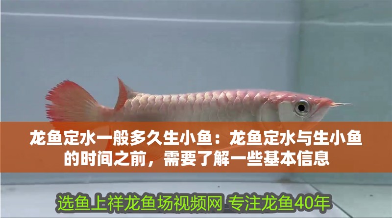龍魚定水一般多久生小魚：龍魚定水與生小魚的時間之前，需要了解一些基本信息