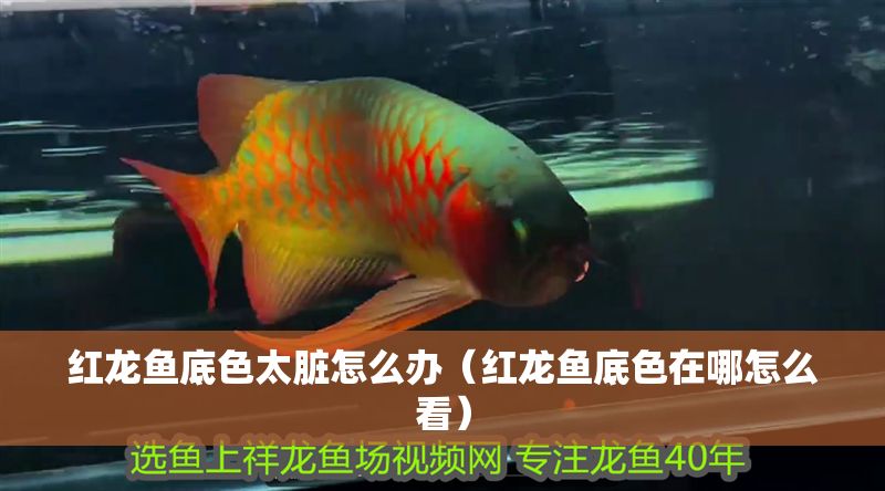 紅龍魚底色太臟怎么辦（紅龍魚底色在哪怎么看）