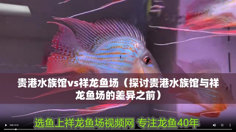 貴港水族館vs祥龍魚場(chǎng)（探討貴港水族館與祥龍魚場(chǎng)的差異之前）