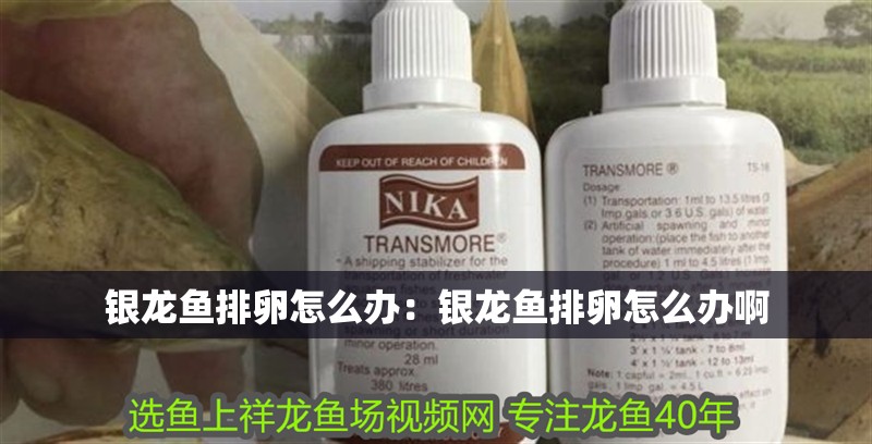 銀龍魚(yú)排卵怎么辦：銀龍魚(yú)排卵怎么辦啊
