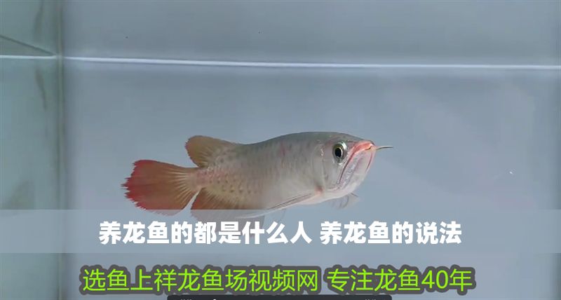 養龍魚的都是什么人 養龍魚的說法