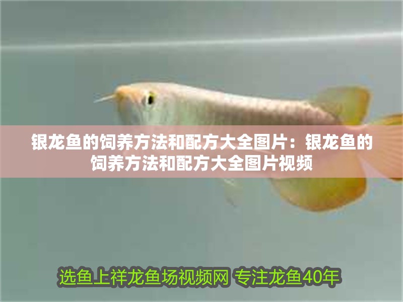 銀龍魚的飼養方法和配方大全圖片：銀龍魚的飼養方法和配方大全圖片視頻