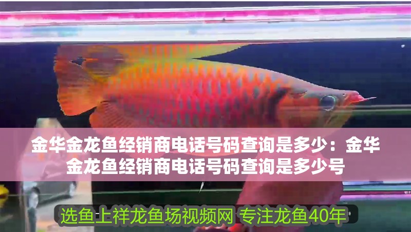 金華金龍魚經(jīng)銷商電話號(hào)碼查詢是多少：金華金龍魚經(jīng)銷商電話號(hào)碼查詢是多少號(hào)