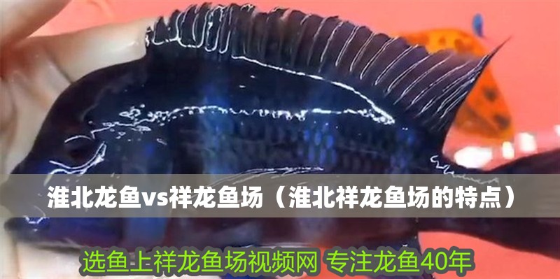 淮北龍魚vs祥龍魚場（淮北祥龍魚場的特點）