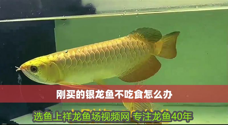 剛買的銀龍魚不吃食怎么辦