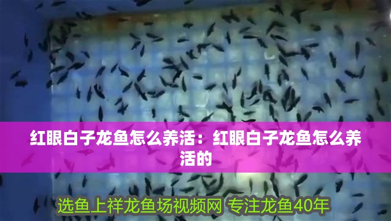 紅眼白子龍魚怎么養活：紅眼白子龍魚怎么養活的