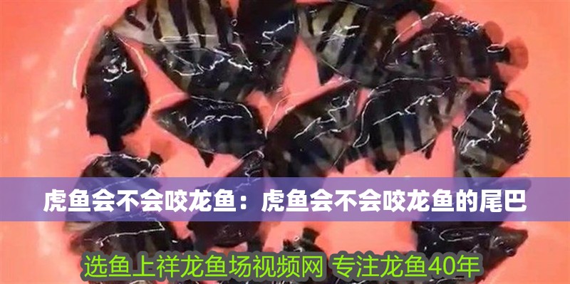 虎魚會不會咬龍魚：虎魚會不會咬龍魚的尾巴