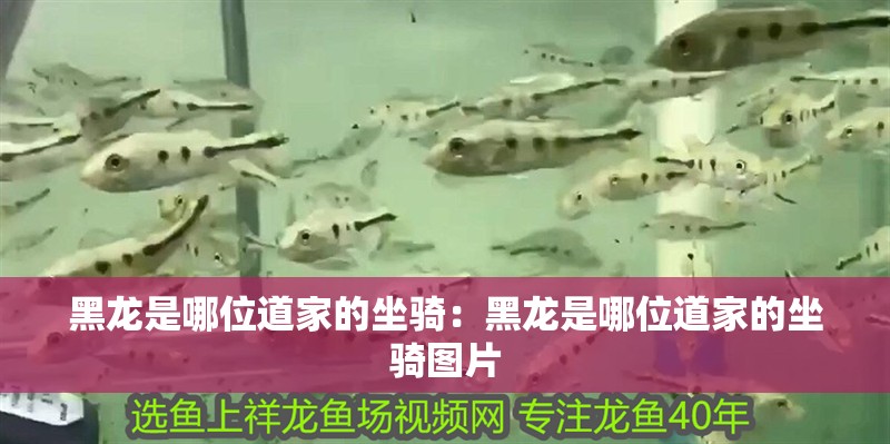 黑龍是哪位道家的坐騎：黑龍是哪位道家的坐騎圖片