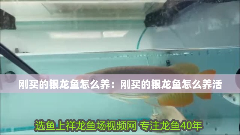 冬天龍魚不吃食怎么辦呀(夏天龍魚不吃食)