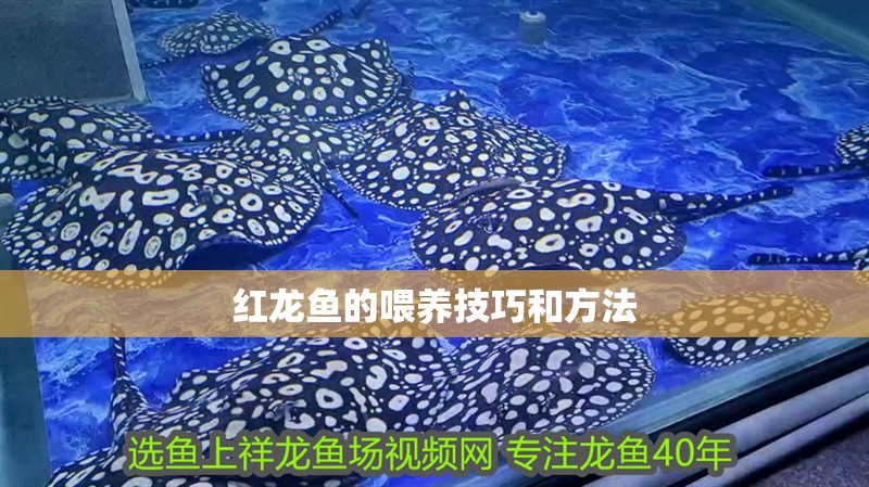 紅龍魚的喂養(yǎng)技巧和方法