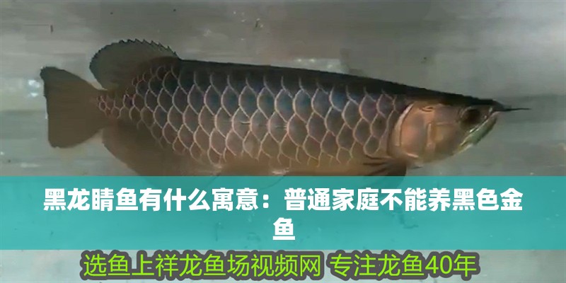 黑龍睛魚有什么寓意：普通家庭不能養黑色金魚 黑龍睛魚有什么寓意：普通家庭不能養黑色金魚 龍魚百科 第1張