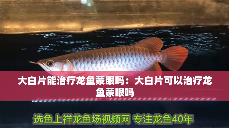 大白片能治療龍魚蒙眼嗎：大白片可以治療龍魚蒙眼嗎