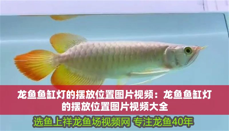 龍魚魚缸燈的擺放位置圖片視頻：龍魚魚缸燈的擺放位置圖片視頻大全