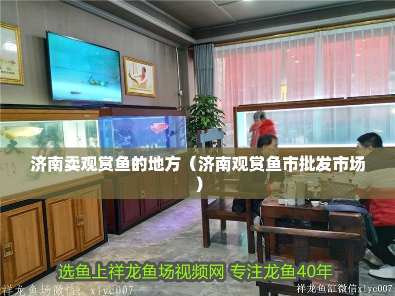 濟(jì)南賣觀賞魚的地方（濟(jì)南觀賞魚市批發(fā)市場）