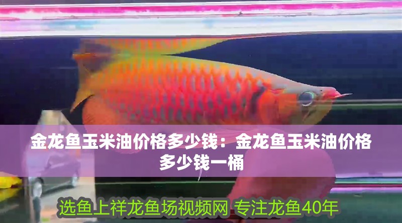 金龍魚玉米油價格多少錢：金龍魚玉米油價格多少錢一桶 金龍魚玉米油價格多少錢：金龍魚玉米油價格多少錢一桶 水族問答