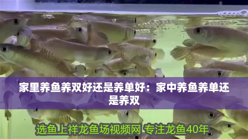 家里養魚養雙好還是養單好：家中養魚養單還是養雙