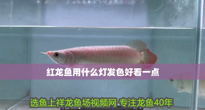 紅龍魚用什么燈發色好看一點 紅龍魚用什么燈發色好看一點 龍魚百科 第1張