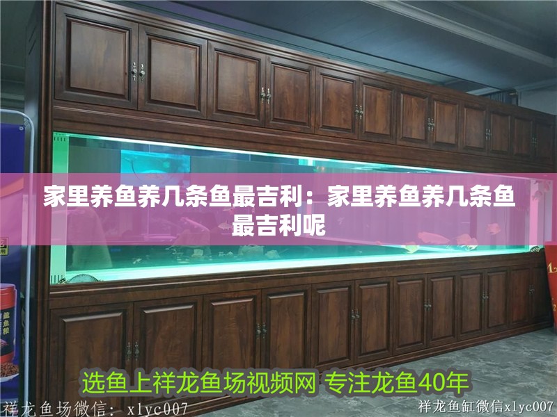 家里養魚養幾條魚最吉利:家里養魚養幾條魚最吉利呢 龍魚百科 第1張 家里養魚養幾條魚最吉利:家里養魚養幾條魚最吉利呢 家里養魚養幾條魚最吉利:家里養魚養幾條魚最吉利呢 龍魚百科 第1張